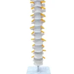 Thoracic Vertebrae model Life Size