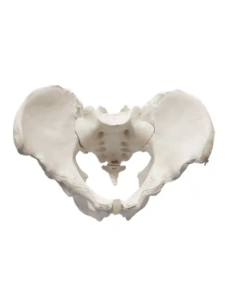 Male Pelvis Bone Model