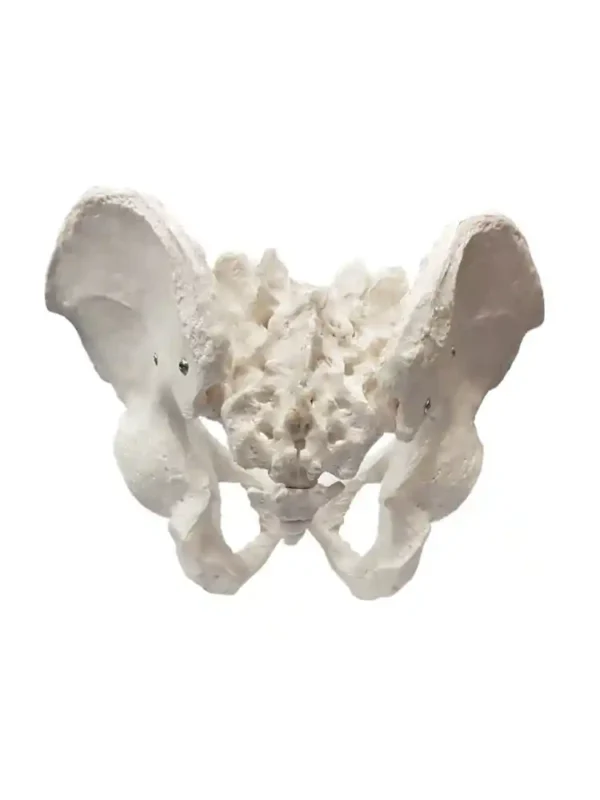 Male Pelvis Bone Model - Image 2