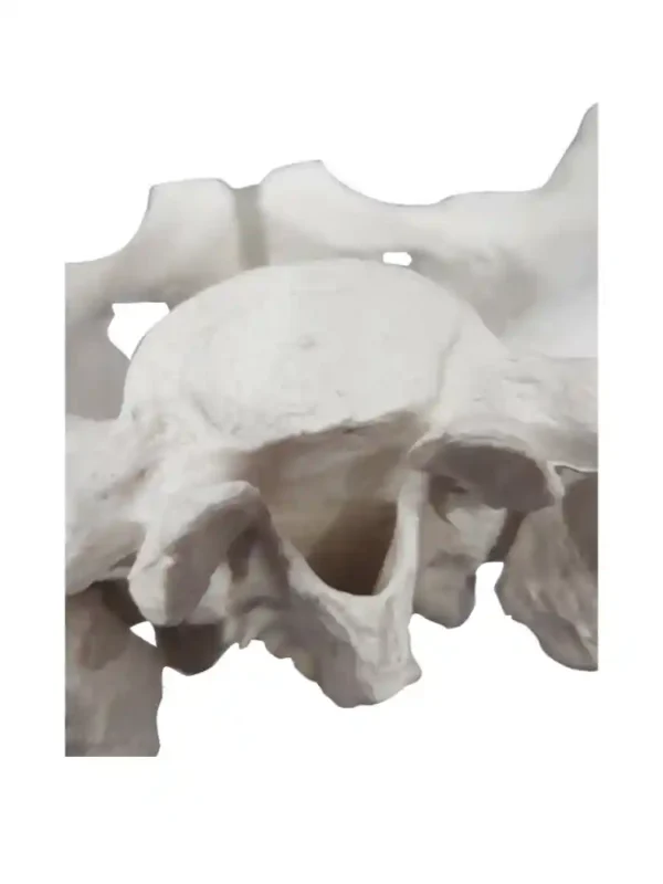 Male Pelvis Bone Model - Image 4