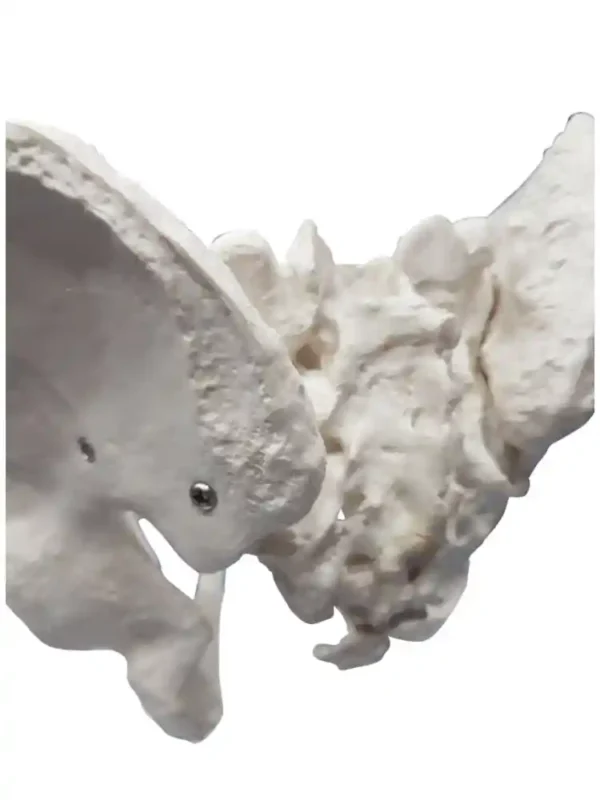 Male Pelvis Bone Model - Image 5
