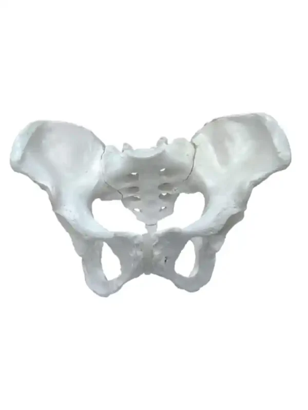 Female Pelvis Bone Model