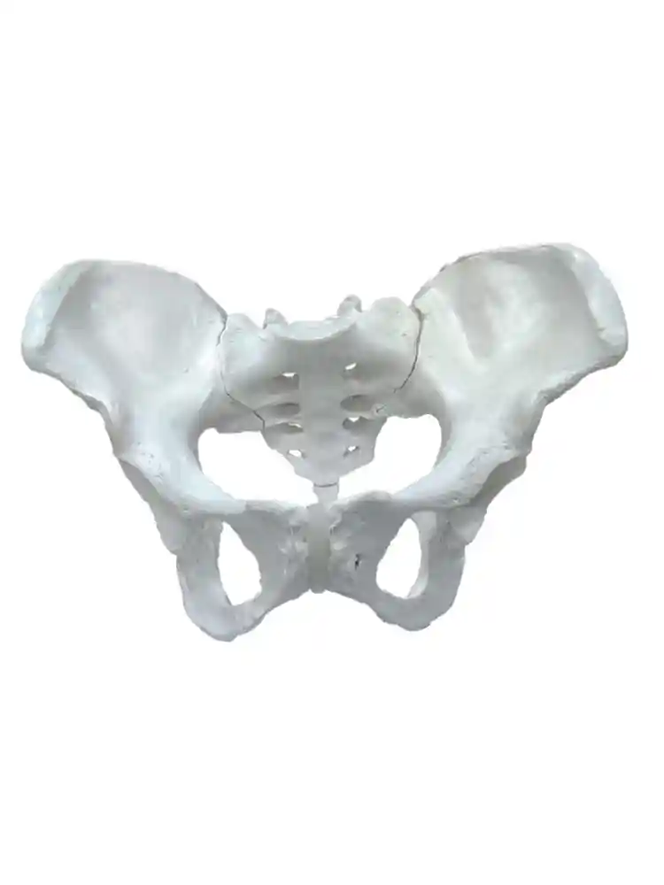 Female Pelvis Bone Model