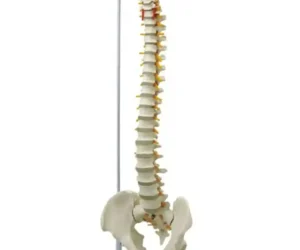 Vertebral Column Flexible Model with Femur Head Life Size