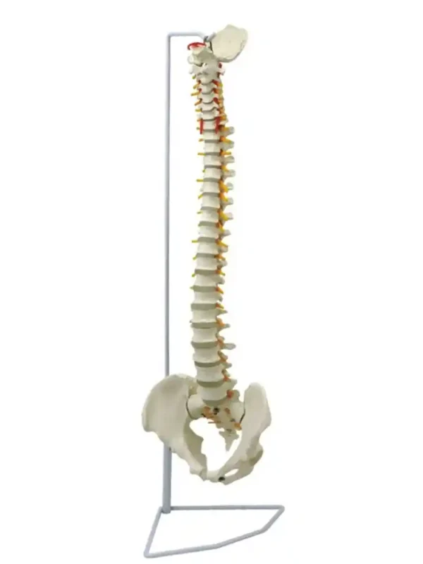 Vertebral Column Flexible Model with Femur Head Life Size