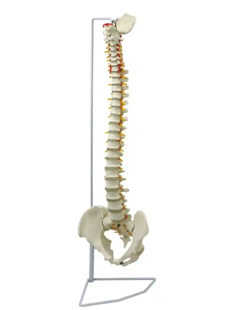 Vertebral Column Flexible Model with Femur Head Life Size