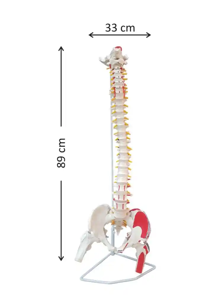 Vertebral Column with Femur Head, Painted