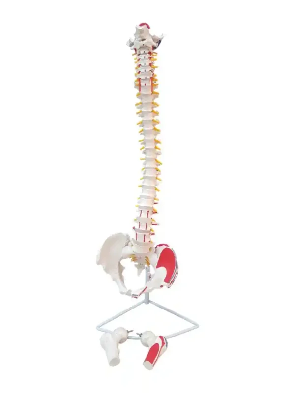 Vertebral Column with Femur Head, Painted - Image 6
