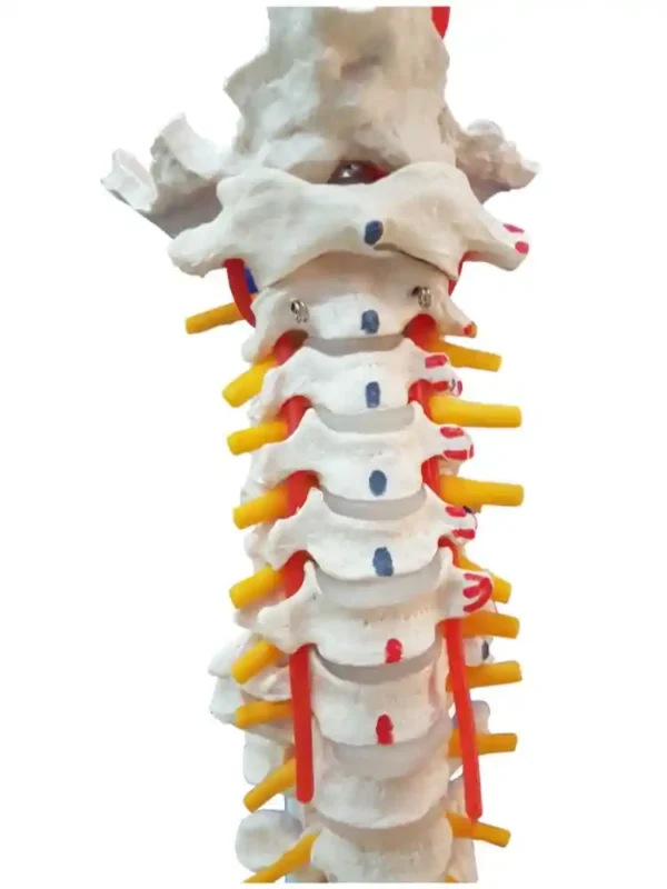 Vertebral Column with Femur Head, Painted - Image 2