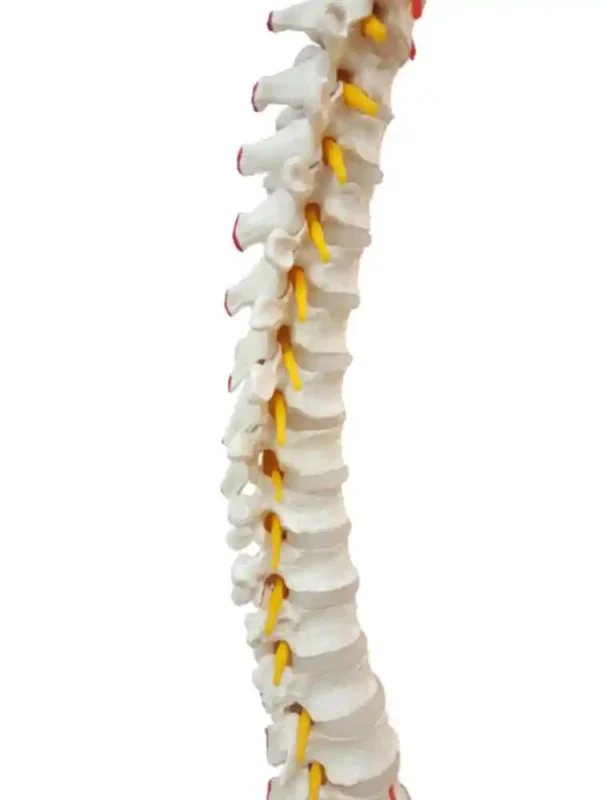 Vertebral Column with Femur Head, Painted - Image 3