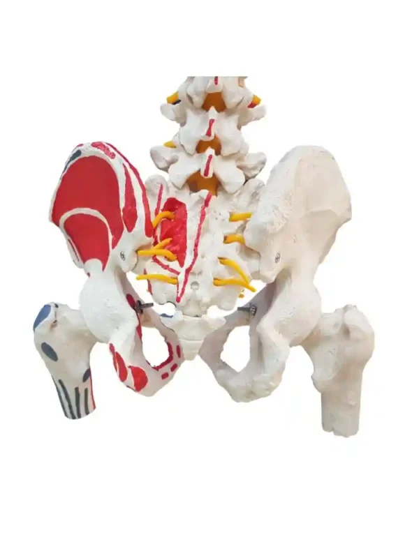 Vertebral Column with Femur Head, Painted - Image 4
