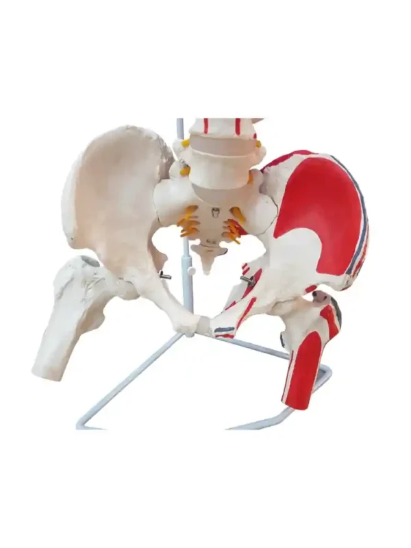 Vertebral Column with Femur Head, Painted - Image 5