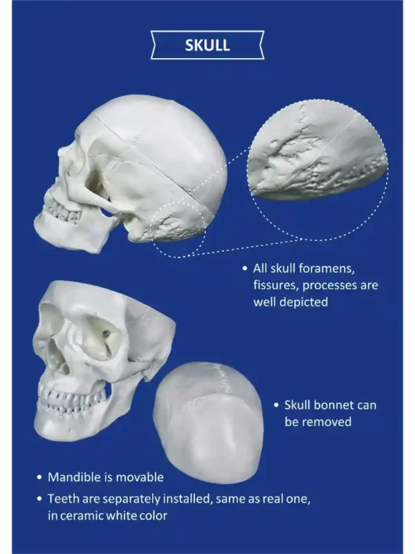 Human Skeleton Disarticulated with Intervertebral Discs - Image 2
