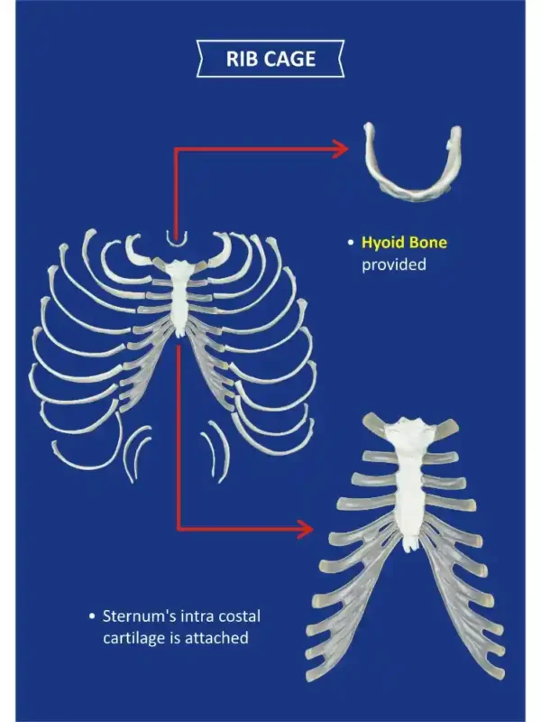 Human Skeleton Disarticulated with Intervertebral Discs - Image 3