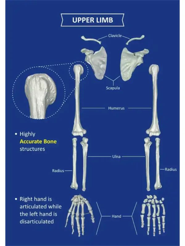 Human Skeleton Disarticulated with Intervertebral Discs - Image 4
