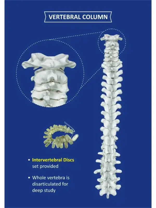 Human Skeleton Disarticulated with Intervertebral Discs - Image 5