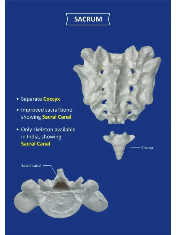 Human Skeleton Disarticulated with Intervertebral Discs - Image 6