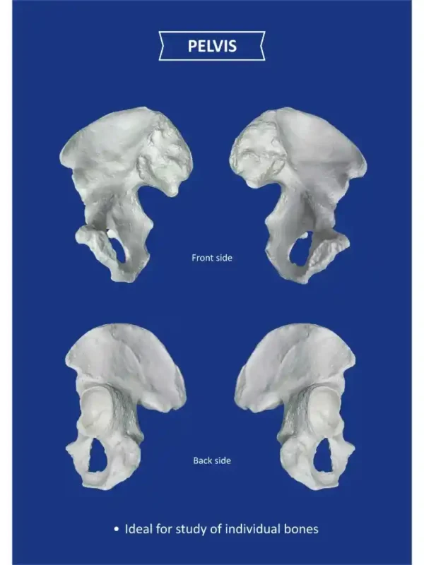 Human Skeleton Disarticulated with Intervertebral Discs - Image 7