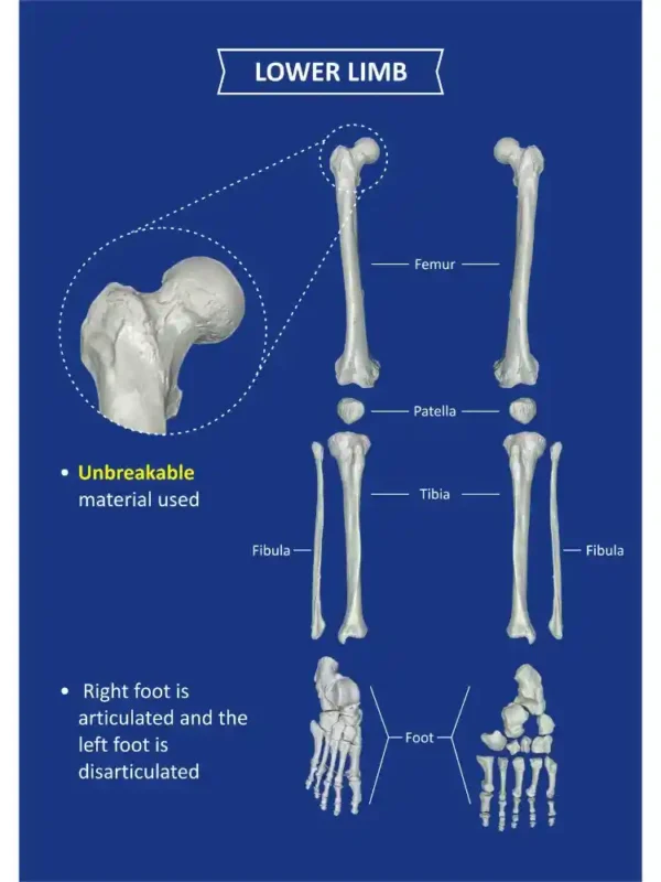 Human Skeleton Disarticulated with Intervertebral Discs - Image 8