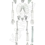 Human Skeleton Disarticulated with Intervertebral Discs