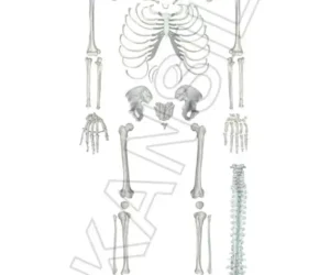 Human Skeleton Disarticulated with Intervertebral Discs