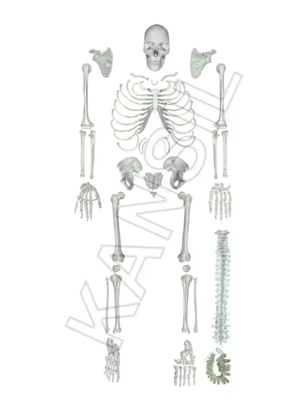 Human Skeleton Disarticulated with Intervertebral Discs