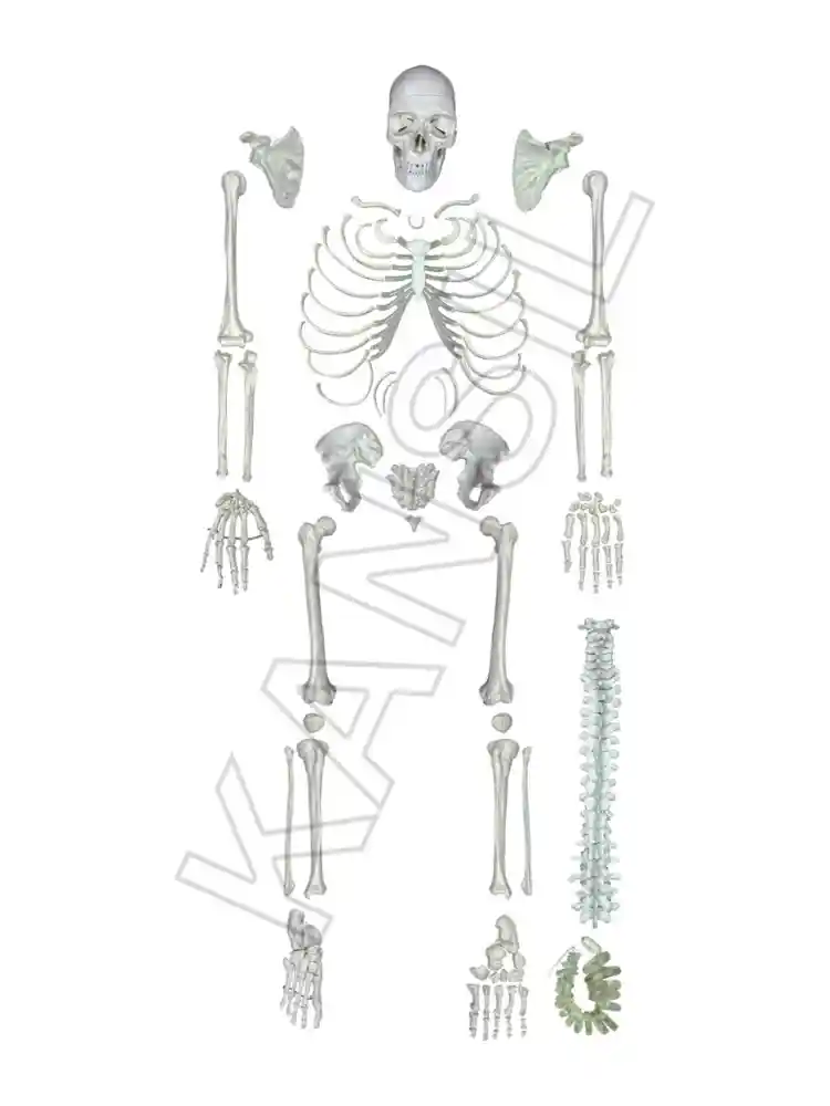 Human Skeleton Disarticulated with Intervertebral Discs