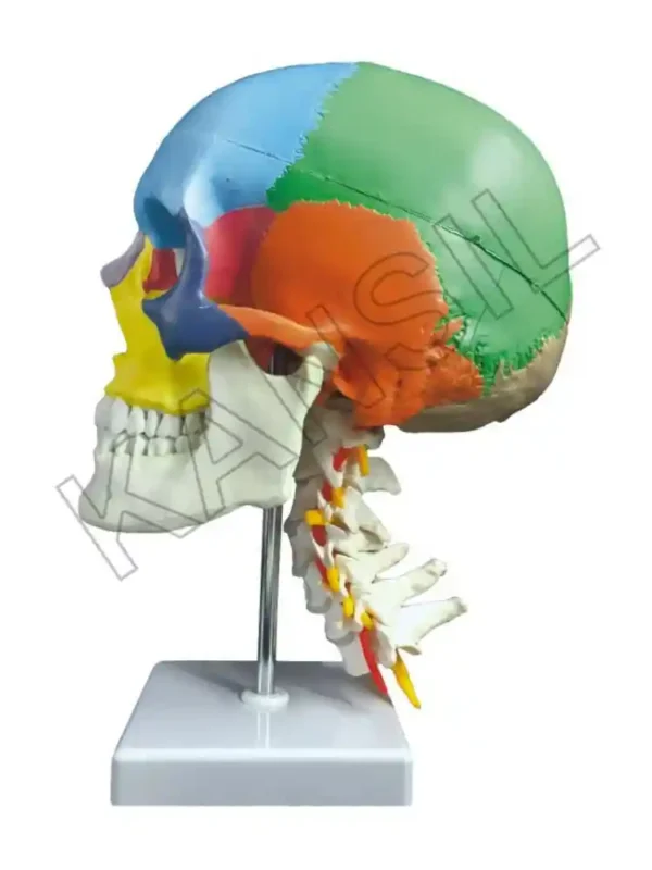 Skull Model Painted with Cervical Vertebrae