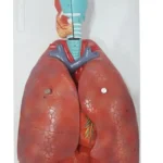 Respiratory System Model 7 Parts PVC