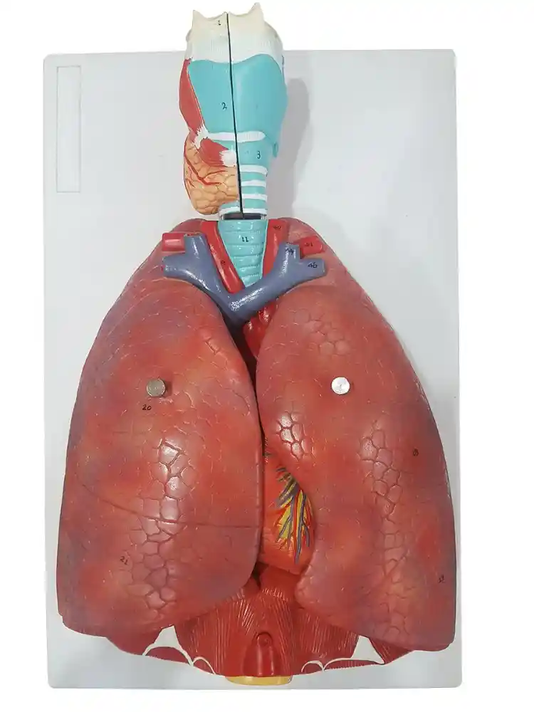 Respiratory System Model 7 Parts PVC
