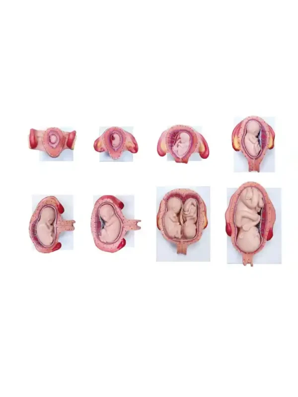 Fetal Development Model set of 8