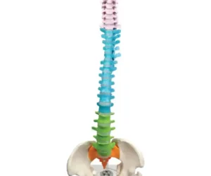 Didactic Vertebral Column Half Size 45 cm Model