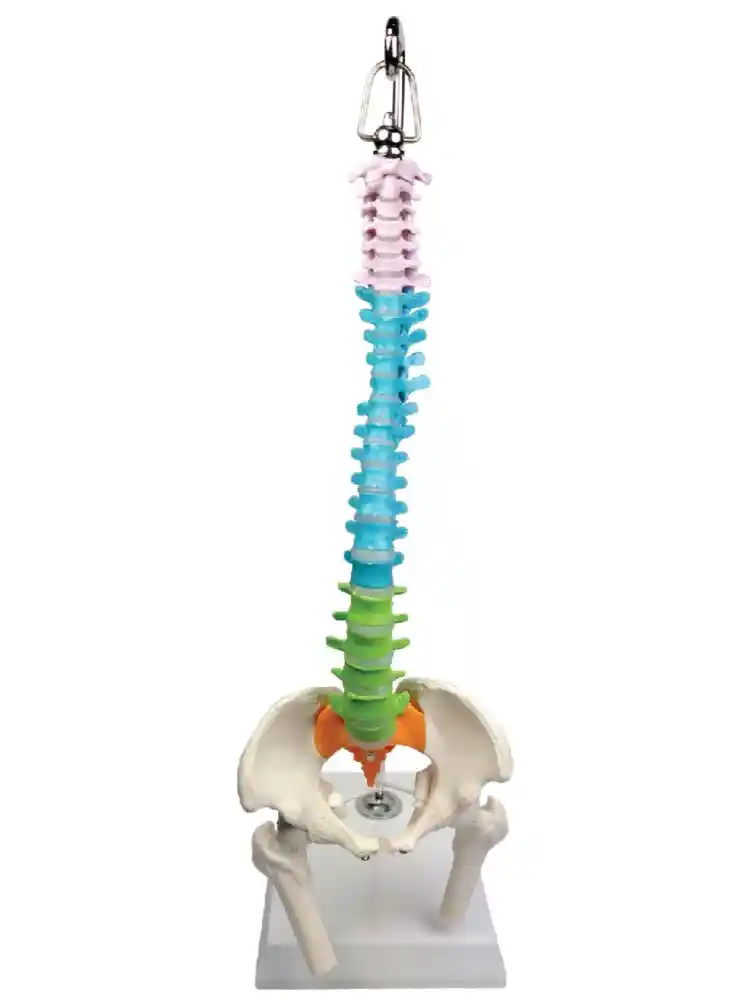 Didactic Vertebral Column, Half Size