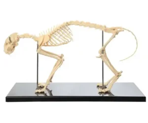 Cat Skeleton Model Side View 2