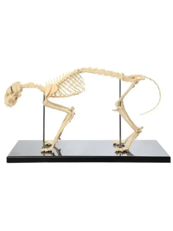 Skeleton of Cat - Image 2
