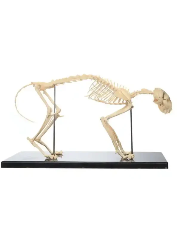 Skeleton of Cat - Image 3