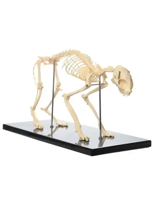 Skeleton of Cat - Image 4