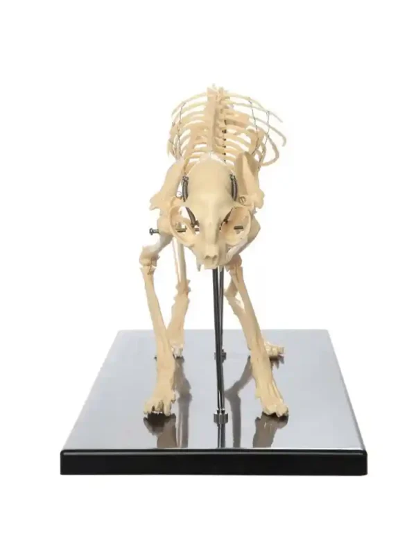 Skeleton of Cat - Image 5