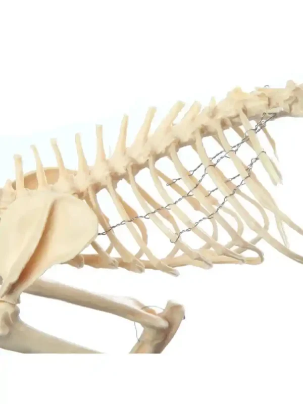 Skeleton of Cat - Image 6