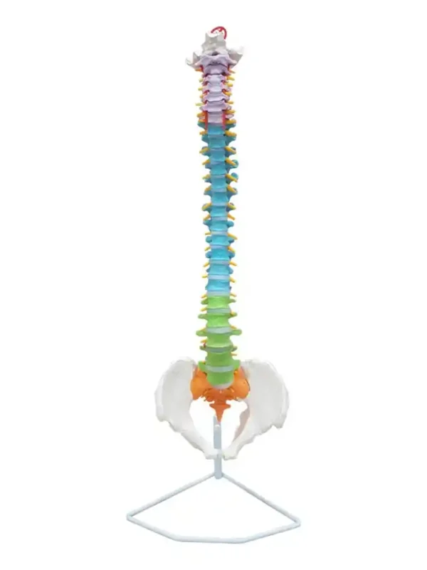 Vertebral Column Flexible, Didactic Painted - Image 7