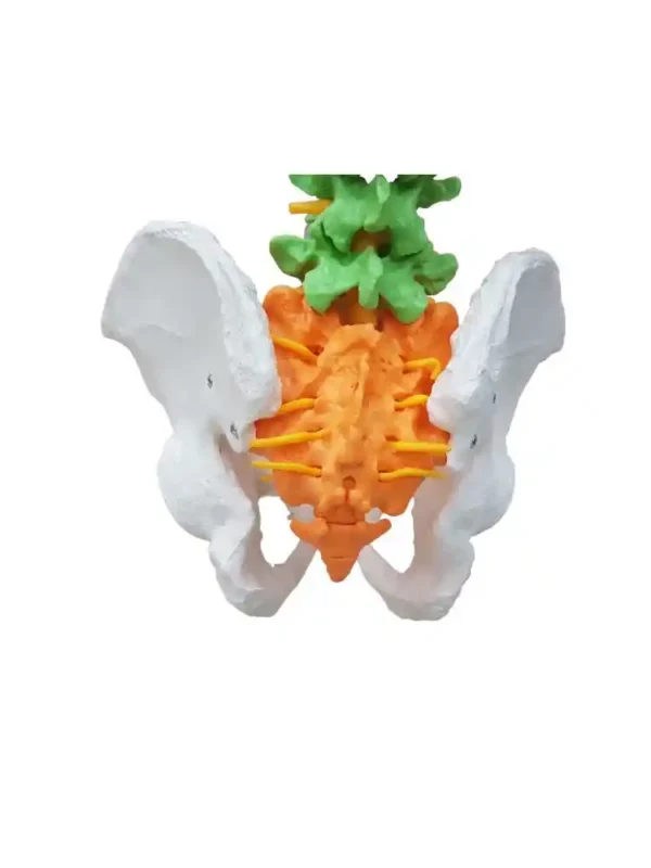 Vertebral Column Flexible, Didactic Painted - Image 6