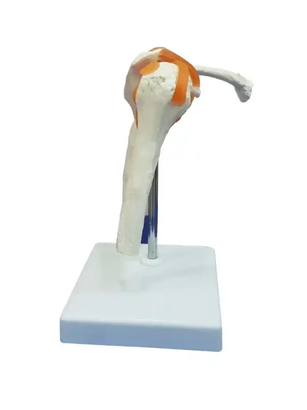 Shoulder Joint Model Flexible - Image 4