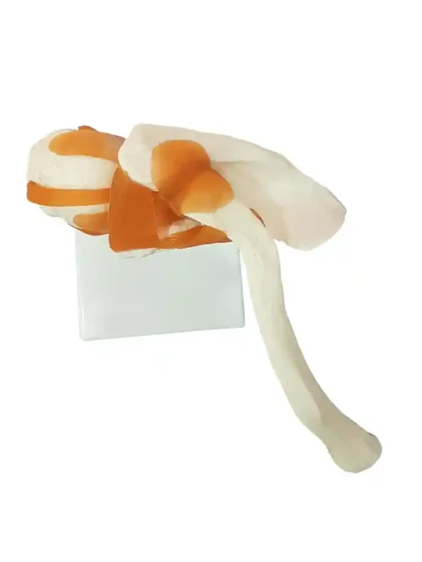 Shoulder Joint Model Flexible - Image 5