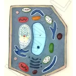 Plant Cell Model on MDF Board 60 x 45 cm