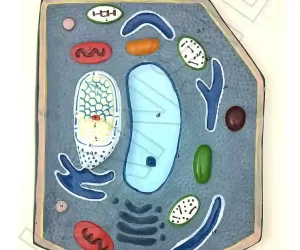 Plant Cell Model on MDF Board 60 x 45 cm