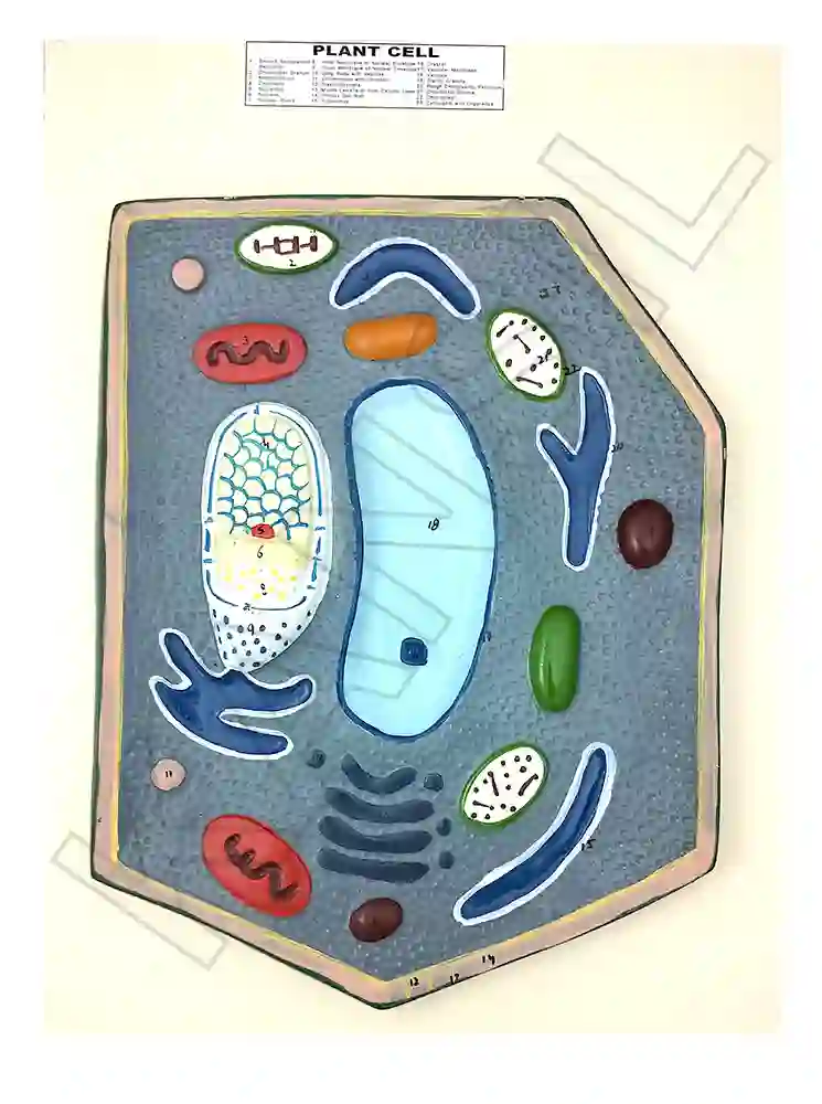 Plant Cell Model
