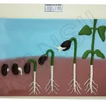 Germination of Seed Model on MDF Board 60 x 45 cm