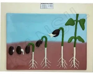 Germination of Seed Model on MDF Board 60 x 45 cm