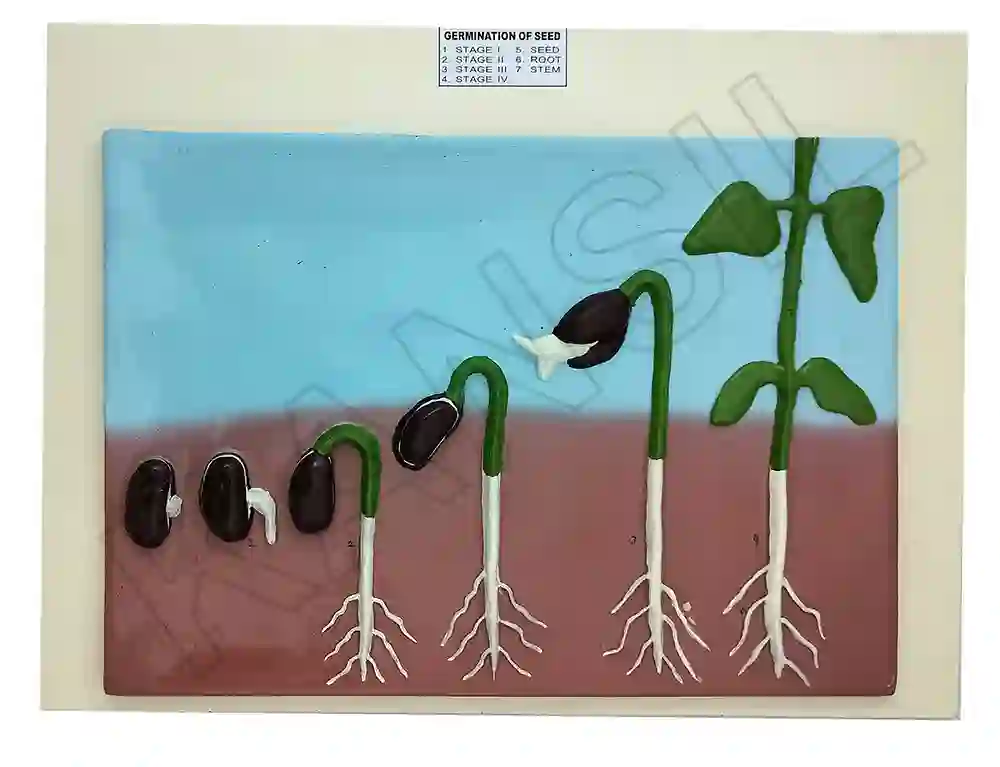 Germination of Seed