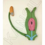 Fertilization & Angiosperms Model on MDF Board 60 x 45 cm